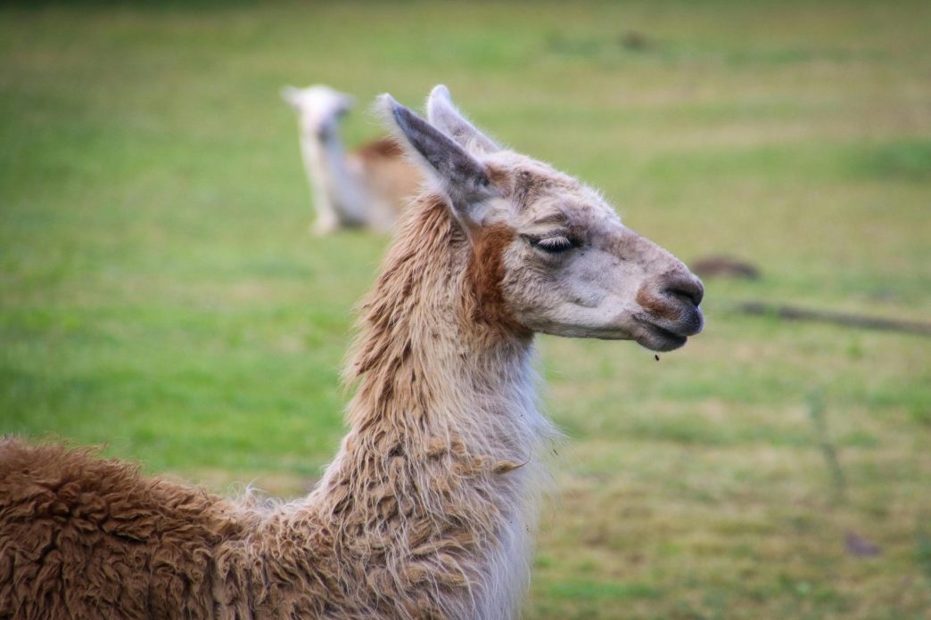 See the Llamas at Pets Corner, Harlow