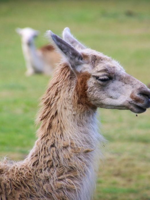 See the Llamas at Pets Corner, Harlow