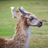 See the Llamas at Pets Corner, Harlow